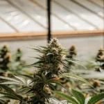 Greenhouse cannabis buds in daylight with dense flowers and vibrant green leaves.
