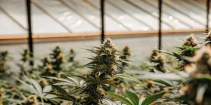 Greenhouse cannabis buds in daylight with dense flowers and vibrant green leaves.