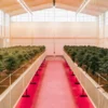 Wide-angle view of a commercial greenhouse filled with rows of cannabis plants under natural light.