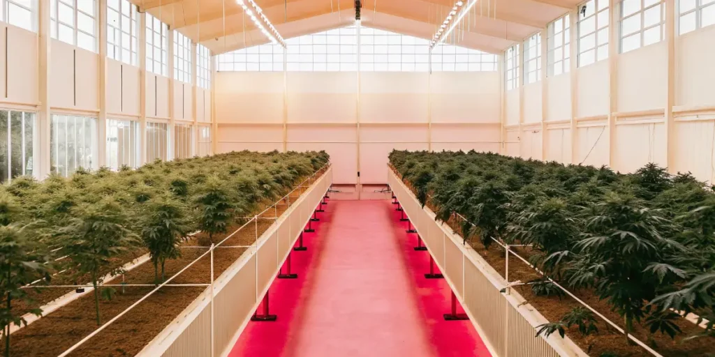 Wide-angle view of a commercial greenhouse filled with rows of cannabis plants under natural light.
