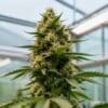 Greenhouse cannabis mature bud with dense flower formation.