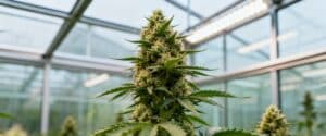Greenhouse cannabis mature bud with dense flower formation.