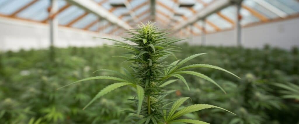Greenhouse cannabis plant main cola surrounded by a dense canopy.