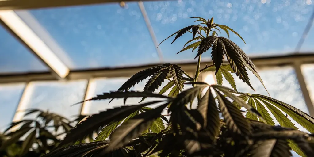 Close-up of a healthy cannabis plant under sunlight inside a modern greenhouse.