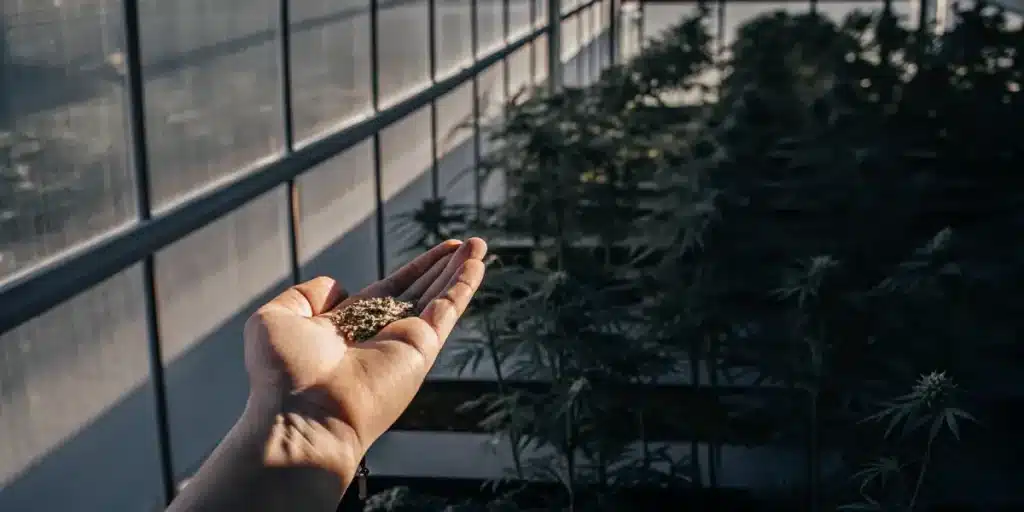 Hand holding autoflower cannabis seeds in a greenhouse.