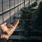 Hand holding autoflower cannabis seeds in a greenhouse.
