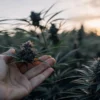 Hand gently holding a cannabis bud in an outdoor field at sunset.