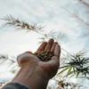 Hand holding cannabis seeds outdoors under sunlight.