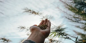 Hand holding cannabis seeds outdoors under sunlight.