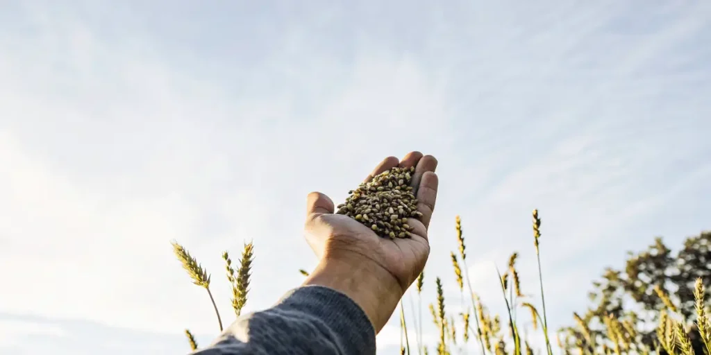 Hand holding organic cannabis seeds under bright natural sunlight.