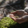 Hands holding a handful of autoflower cannabis seeds outdoors.