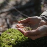Hands holding a handful of autoflower cannabis seeds outdoors.