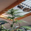 Close-up of a healthy cannabis plant growing in a modern greenhouse with natural sunlight.