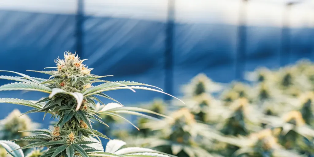 Healthy cannabis plants in full flowering stage inside greenhouse.