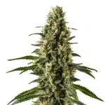 Herijuana présentant un bourgeon massif couvert de trichomes blancs et pistils crème.