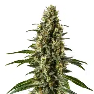 Herijuana présentant un bourgeon massif couvert de trichomes blancs et pistils crème.