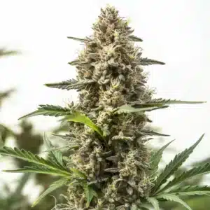 Frosty Holy Grail OG cannabis cola with compact buds and shimmering trichomes.