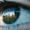 Macro shot of a human eye reflecting cannabis plants under sunlight.