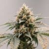 hybrid with dense trichome-covered buds.