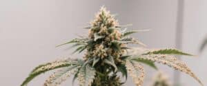 hybrid with dense trichome-covered buds.