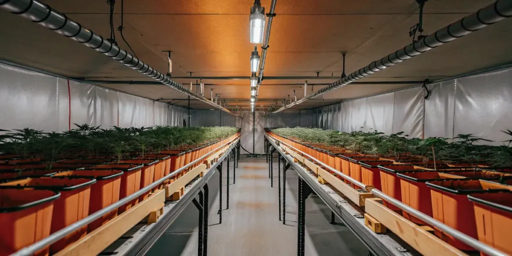 Wide-angle shot of a hydroponic cannabis setup in an indoor grow room.