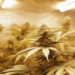 Cannabis bud with dense trichomes under yellow grow lights in indoor setup.