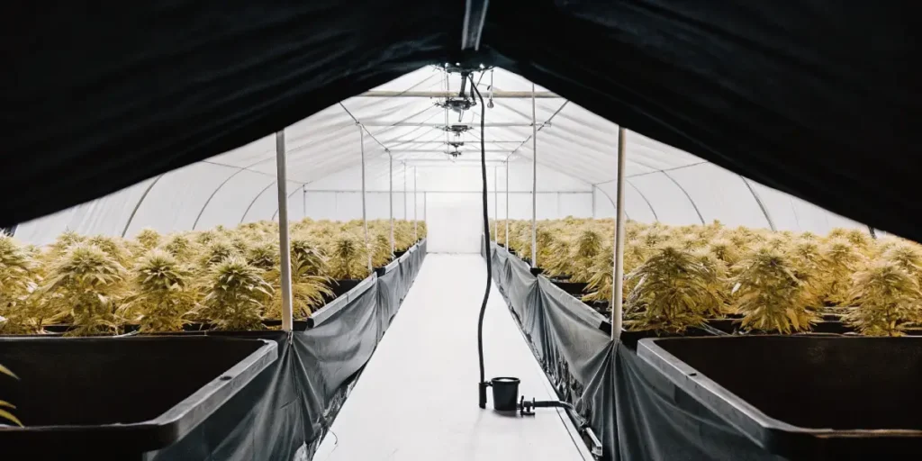 Wide view of an indoor cannabis cultivation tunnel with rows of mature flowering plants.