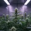 Flowering cannabis plants under purple LED lights in indoor grow room.