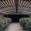 indoor cannabis grow room with rows of flowering plants under LED lights