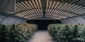 indoor cannabis grow room with rows of flowering plants under LED lights