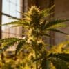 Indoor cannabis plants in flowering stage inside reflective grow tent.