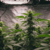 Tall cannabis plants in a reflective indoor grow tent under LED light.