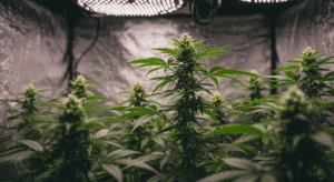 Tall cannabis plants in a reflective indoor grow tent under LED light.