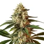 Kush Mints Auto frosty cannabis bud with mint-green tones.