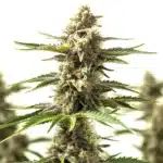 Lemon Tree x OG Kush cannabis bud structure with bright pistils and citrus-forward resin glands.