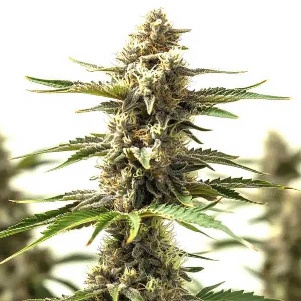 Lemon Tree x OG Kush cannabis bud structure with bright pistils and citrus-forward resin glands.