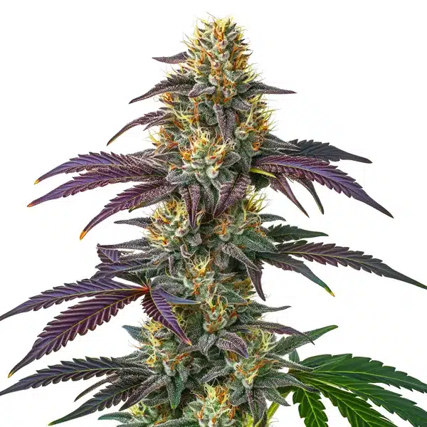 Vibrant Limoncello cannabis cola displaying frosty buds and vivid green leaves.