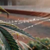Close-up of a marijuana leaf covered in morning dew under natural light.
