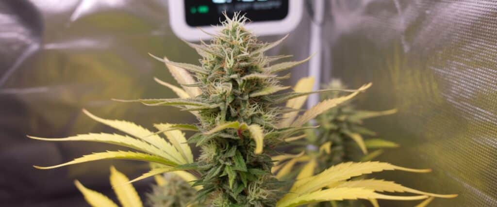 Mature autoflower bud indoors with orange pistils and yellow-tinted leaves.