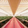 salle moderne de culture intérieure de cannabis avec éclairage LED et jeunes plants alignés