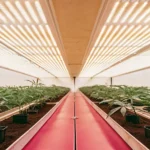 salle moderne de culture intérieure de cannabis avec éclairage LED et jeunes plants alignés