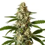 Northern Light CBD cannabis cola with thick buds and frosty trichomes.