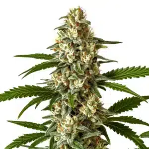 Northern Light CBD cannabis cola with thick buds and frosty trichomes.