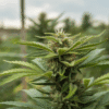 Outdoor cannabis bud closeup with green leaves and orange pistils.