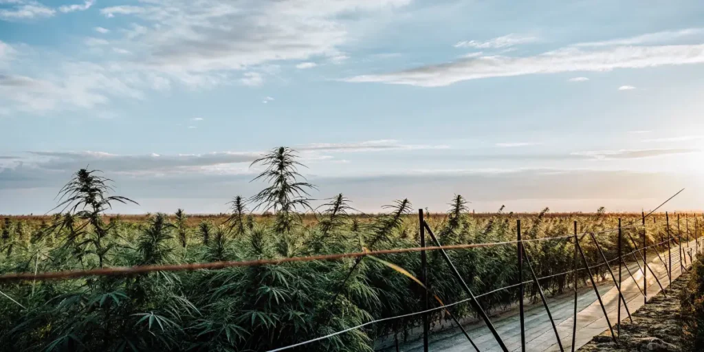 Wide field of cannabis plants growing outdoors at sunset.
