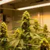 Outdoor-cannabis-field-sunset-flowering with golden light on dense buds.