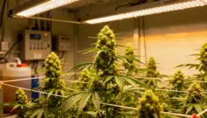 Outdoor-cannabis-field-sunset-flowering with golden light on dense buds.