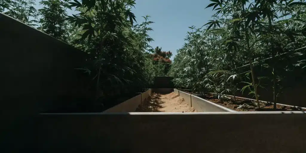 Outdoor cannabis garden path lined with tall plants on both sides under strong sunlight.