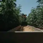 Outdoor cannabis garden path lined with tall plants on both sides under strong sunlight.
