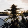 Outdoor cannabis plant at sunset in a greenhouse.